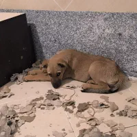 واگذاری سگ ژرمن شپرد|سگ|قم, باجک یک|دیوار