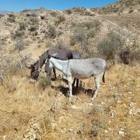 الاغ نر و ماده