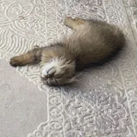 فروش گربه اسکاتیش فولد