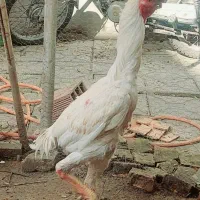 خروس لاری اصیل نژاد اوشامو و هندی و تایلندی