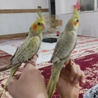 عروس هلندی|پرنده|قرچک, داوود آباد|دیوار