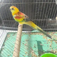 طوطی آواز خوان