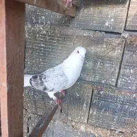 کبوتر|پرنده|بندرعباس, |دیوار