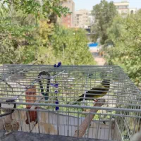 قناری نر|پرنده|تهران, علم و صنعت|دیوار