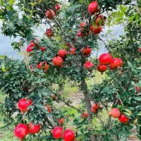 کود ارگانیک مخصوص افزایش بار انار