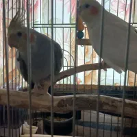 عروس هلندی|پرنده|فردوسیه, |دیوار