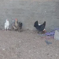 مرغ بومی|حیوانات مزرعه|اصفهان, زاجان|دیوار