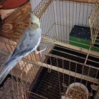 عروس هلندی سخنگو|پرنده|ری, شهادت|دیوار