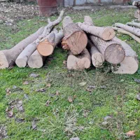 فروش درخت جنگلی