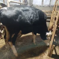 ورزاکوله داشتی