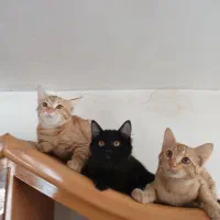 واگذاری بچه گربه ۳ ماهه