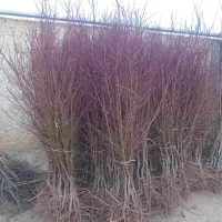 نهال بادام ارگانیک