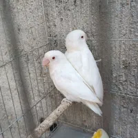 طوطی برزیلی فیشر البینو چشم فالو