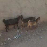 ۳۶۰|حیوانات مزرعه|خاش, |دیوار