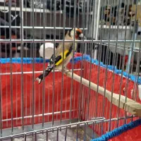 سهره کردستان درشت بخون