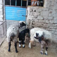 یک  میش و بره و یک میش ورگون همه مست هستند.