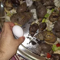 حلزون آچاتینا و آلبینو سوپر مولد خیلی بزرگ