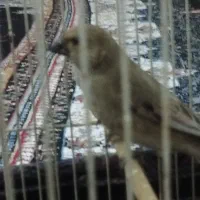 سهره بال صورتی