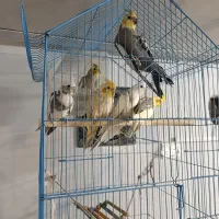 عروس هلندی با جوجه