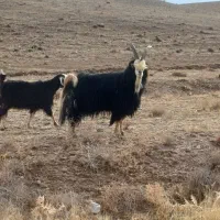 نر بز شیرازی|حیوانات مزرعه|خرمدشت, |دیوار