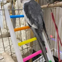 طوطی عروس هلندی نژاد وایت فیس