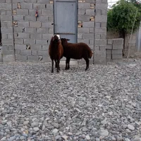 بره نر قربانی وقوچی