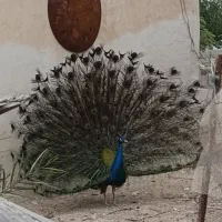 طاوس نربالغ بندر دیلم