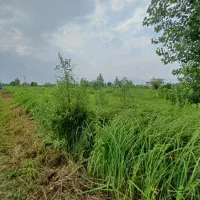 زمین|فروش زمین و ملک کلنگی|رودسر, |دیوار
