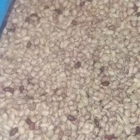 لوبیاچیتی بوجارشده برداشت امسال|عمده‌فروشی|اردل, |دیوار