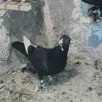 دوعدد پلنگ نر.