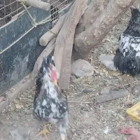 مرغ لاری وگلین|حیوانات مزرعه|پاکدشت, پاکدشت (مامازند)|دیوار