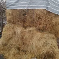 فروش ۲۰۰ باغ علف