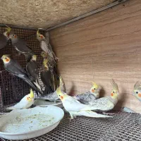 عروس هلندی|پرنده|تهران, ازگل|دیوار