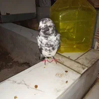 شادگان|پرنده|شادگان, |دیوار
