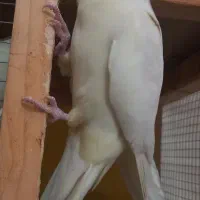 عروس هلندی|پرنده|شوشتر, |دیوار