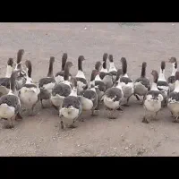 غاز و قوغاز