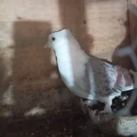 کبوتر‌رنگی