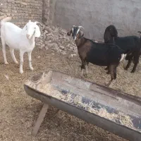 سلام ۳دانه یکساله آبستن سنگین قیمت دانه ۱۲ تومن|حیوانات مزرعه|تربت جام, معدآباد|دیوار