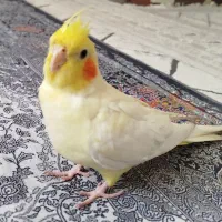 عروس هلندی