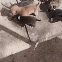 پاپی کوچیک خوشکل قیمت دونه 1500