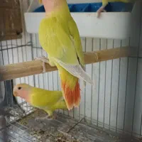 جوجه برزیلی دونخور اوپال سر نارنجی|پرنده|رشت, یخسازی|دیوار