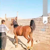 اسب و مادیان سر و دمگیر