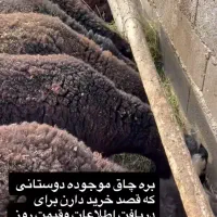 فروش بره چاق
