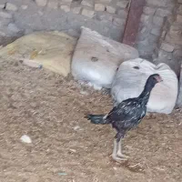 جوجه لاری و خروس|حیوانات مزرعه|زاوه, |دیوار