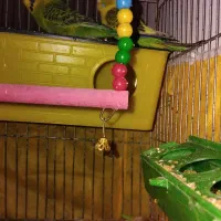 عروس مرغ عشق سهره