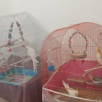 عروس هلندی