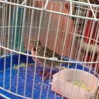 تعدادی قناری وفنچ|پرنده|خوی, |دیوار