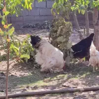 خروس ترکیبی براهما و امپراتور|حیوانات مزرعه|هشتگرد, فشند|دیوار