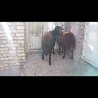 گوسفند بره قوچ