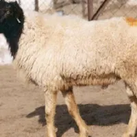 قصاب سیار